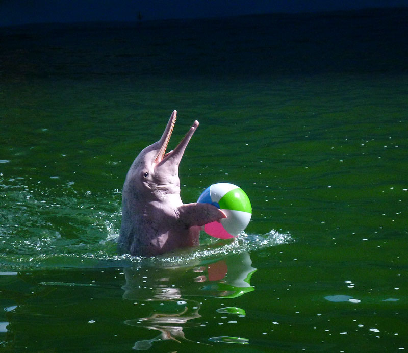 Дельфинарий в Тайланде