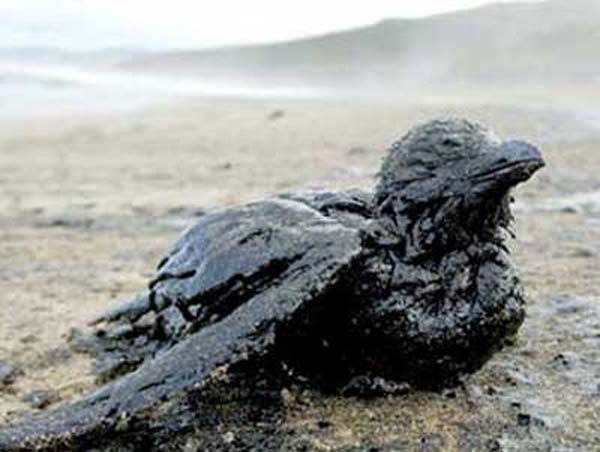 Последствия разлива нефти в Мексиканском заливе