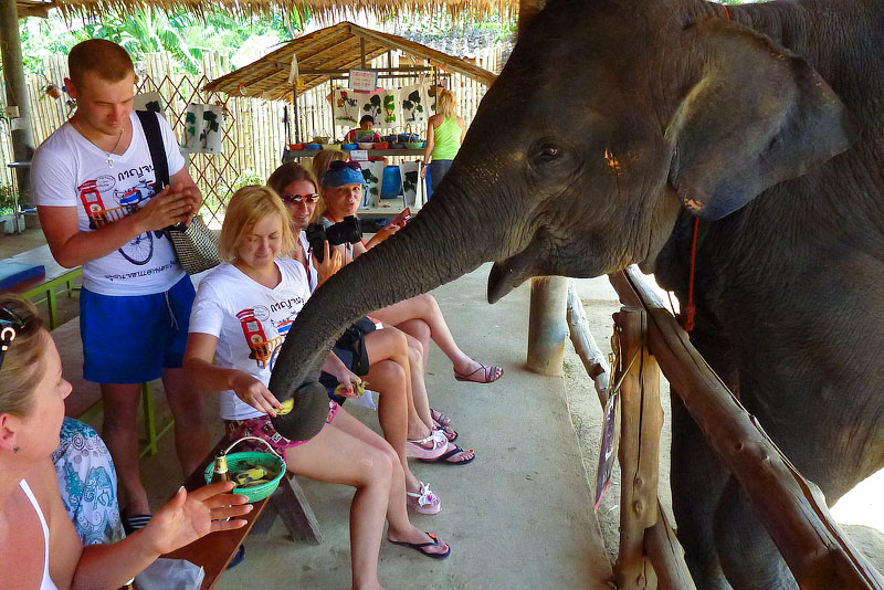 Слоны Тайланд