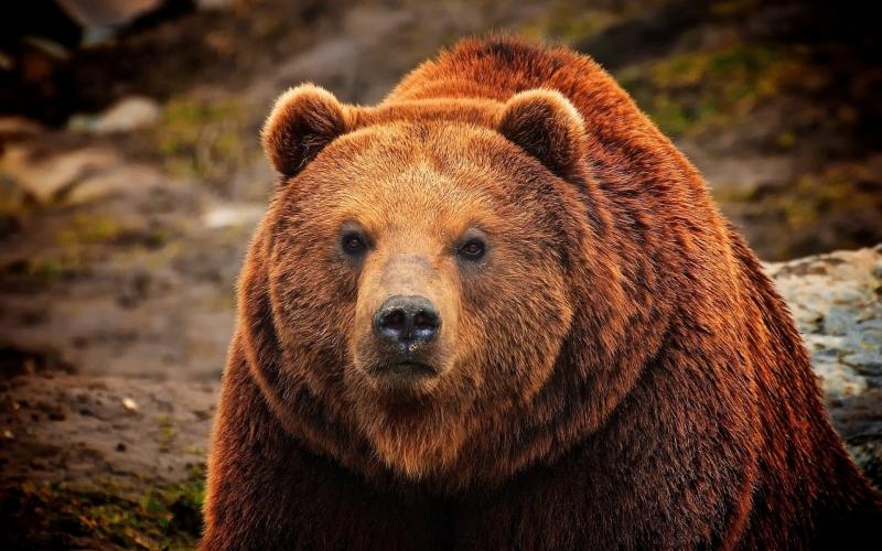Истории "как я встретился с медведем"