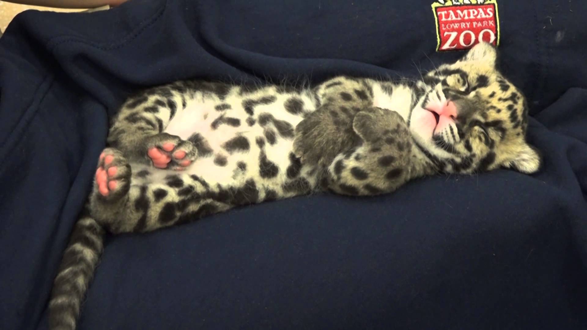 Только посмотрите, как засыпает этот редчайший леопард! Максимальная доза умиления