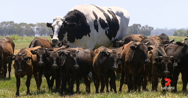В Австралии нашли корову ростом в 2 метра
