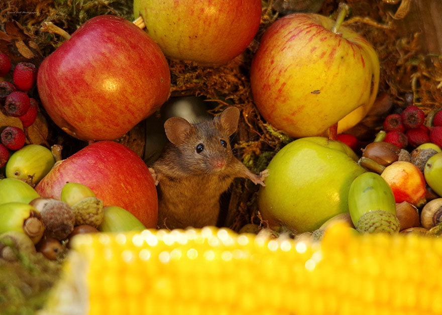 Сад мыши. Мыши в саду. Мышиная деревня. Мыши в деревне. Фотограф Саймон Делл.