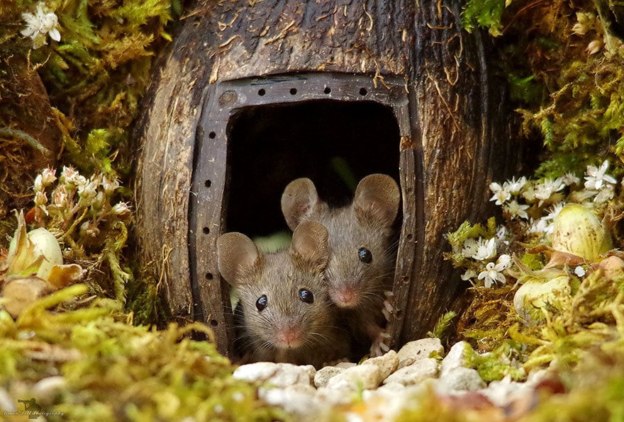 Британец обнаружил мышей в своём саду, но не выгнал их, а построил им целую мышиную деревню