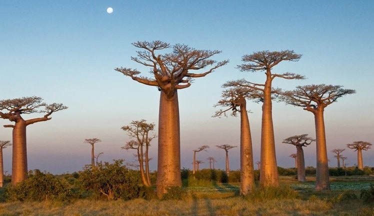 15 самых красивых деревьев нашей планеты