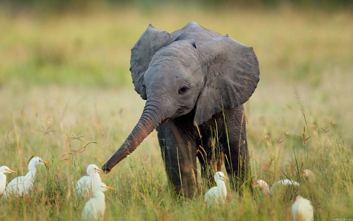 11 фото слоненков, которые заставят вас улыбнуться