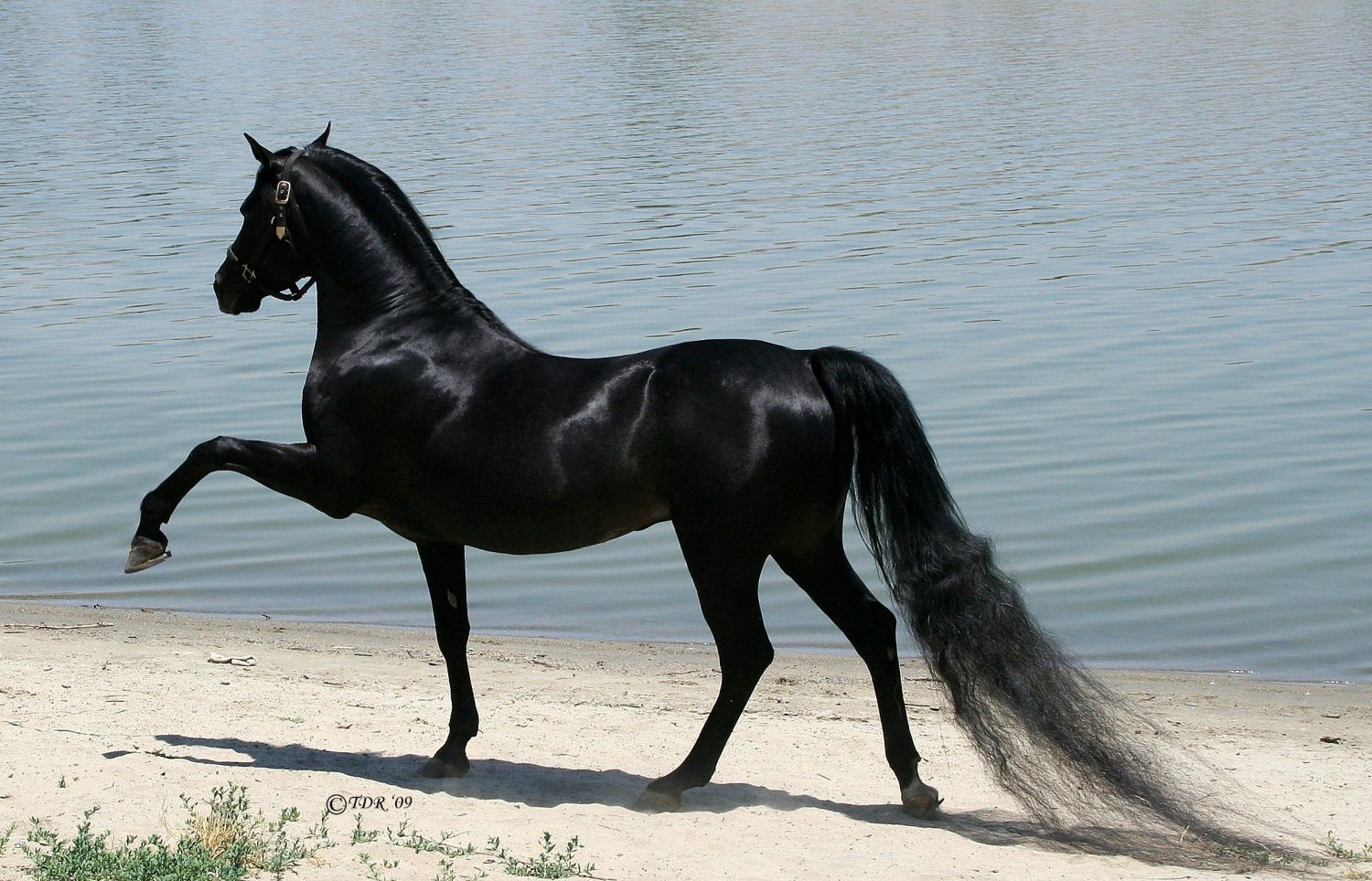 Подборка снимков красивых лошадей. Идеальные создания!