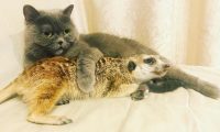 Умиляющая парочка: сурикат и кот покорили интернет