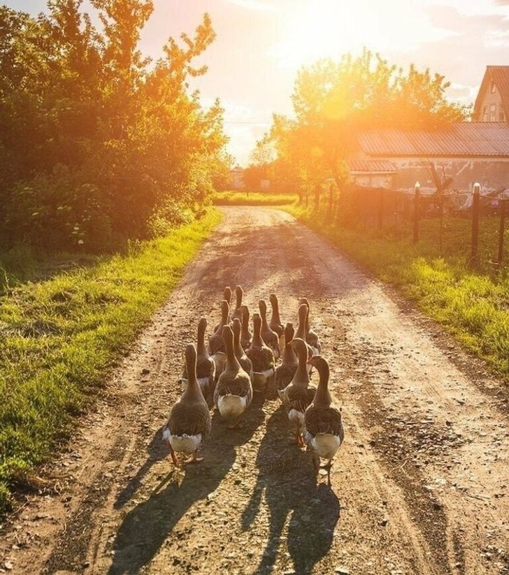 Фото эстетика лето деревня