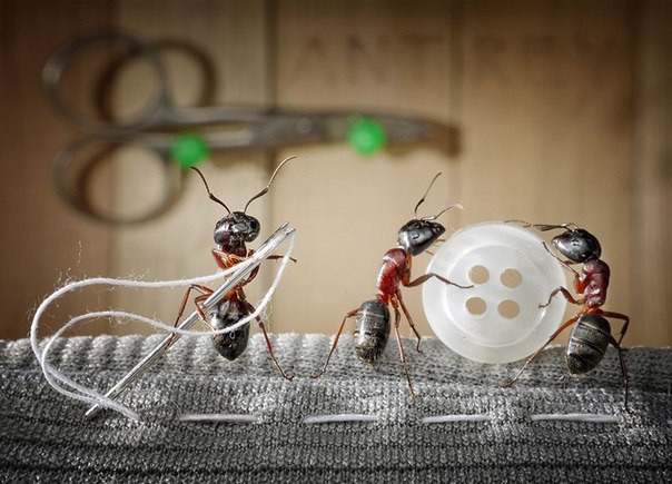 В мире муравьев  Русский фотограф Андрей