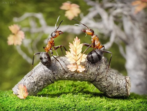 В мире муравьев  Русский фотограф Андрей