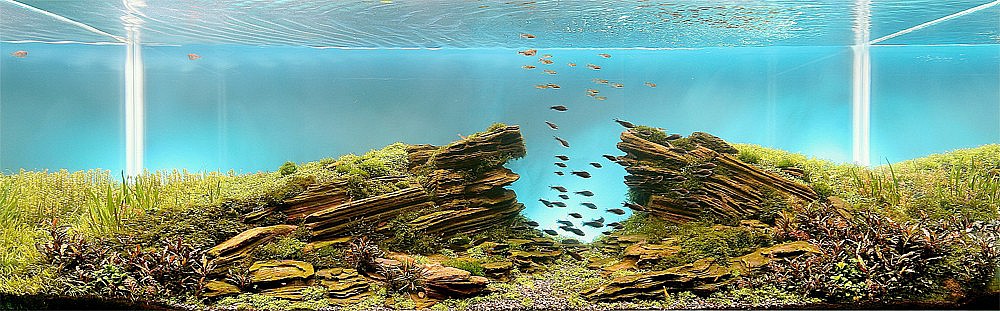 Искусство аквариумистики – удивительные подводные пейзажи</p>
<p>