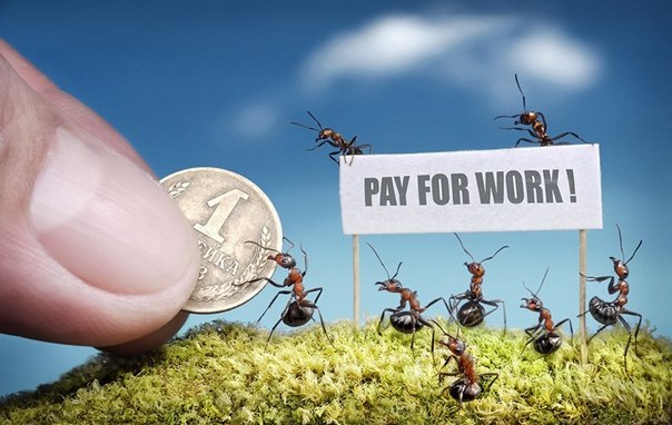 В мире муравьев