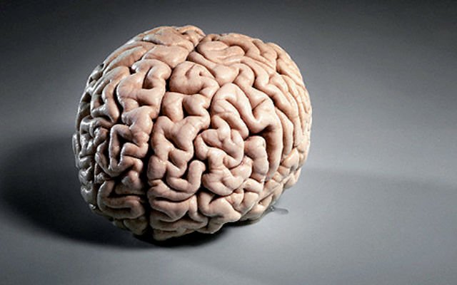 33 удивительных факта о человеческом мозге