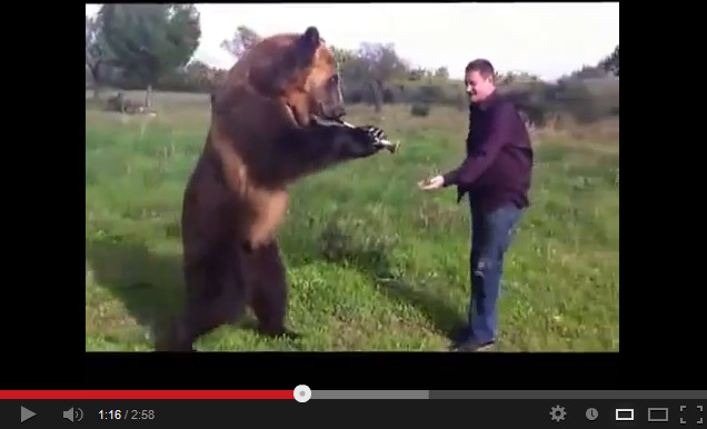 Такого медведя вы никогда не видели!